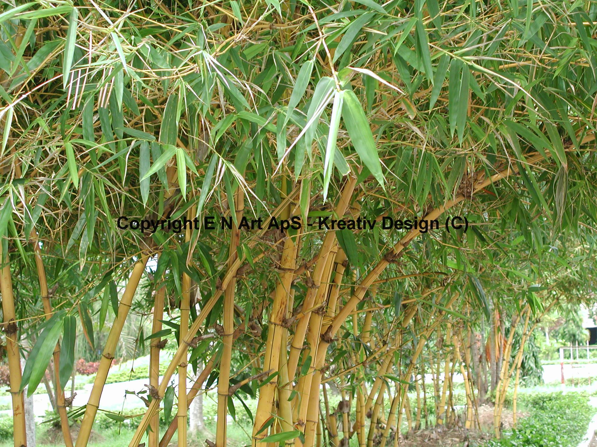 Bambus kultur